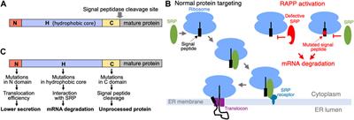 Aberrant protein targeting activates quality control on the ribosome